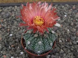 Astrophytum Super Kabuto X red flower akabana červený květ, květináč 5,5 cm