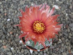 Astrophytum Super Kabuto X red flower akabana červený květ, květináč 5,5 cm - 12413975