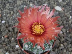 Astrophytum Super Kabuto X red flower akabana červený květ, květináč 5,5 cm - 12413976