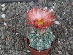 Astrophytum Super Kabuto X red flower akabana červený květ, květináč 5,5 cm - 12413977
