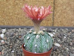 Astrophytum Super Kabuto X red flower akabana červený květ, květináč 5,5 cm - 12413978