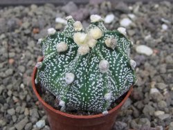 Astrophytum Super Kabuto X red flower akabana červený květ, květináč 5,5 cm - 12413979