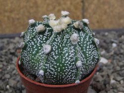 Astrophytum Super Kabuto X red flower akabana červený květ, květináč 5,5 cm - 12413980