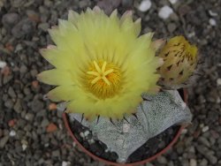 Astrophytum Onzuko X ornatum pot 6,5 cm - 12413990