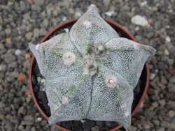 Astrophytum Onzuko X ornatum pot 6,5 cm - 12413992