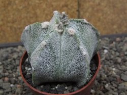Astrophytum Onzuko X ornatum pot 6,5 cm - 12413993
