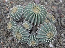 Geohintonia mexicana, pot 7 cm Roubovaná