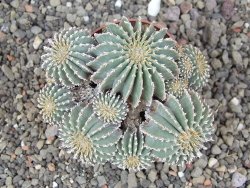 Geohintonia mexicana, pot 7 cm Roubovaná - 12413998