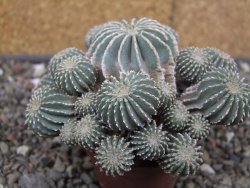 Geohintonia mexicana, pot 7 cm Roubovaná - 12414008