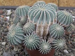 Geohintonia mexicana, pot 7 cm Roubovaná
