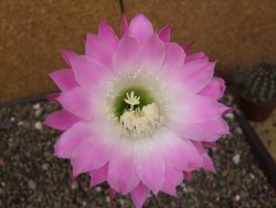 Echinopsis hybrid aff eyresii, květináč 6,5 cm - 12414032
