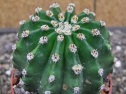 Echinopsis hybrid aff eyresii, květináč 6,5 cm - 12414037