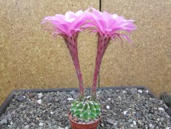 Echinopsis hybrid aff eyresii, květináč 5,5 cm - 12414039