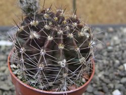 Echinopsis hybrid, květináč 5,5 cm - 12414052