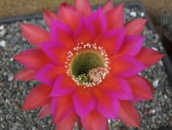 Echinopsis hybrid, květináč 7 cm
