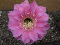 Echinopsis hybrid, květináč 5,5 cm - 12414060