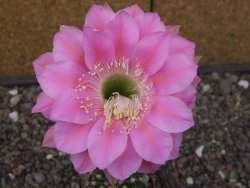Echinopsis hybrid, květináč 5,5 cm - 12414065