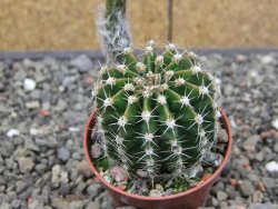 Echinopsis hybrid, květináč 5,5 cm - 12414067