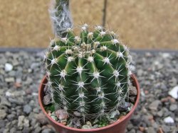 Echinopsis hybrid, květináč 5,5 cm - 12414068