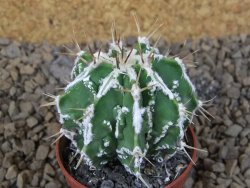 Astrophytum Dinosaur (Fukurio Hannya) pot 5,5 cm
