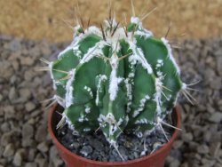 Astrophytum Dinosaur (Fukurio Hannya) pot 5,5 cm - 12414089