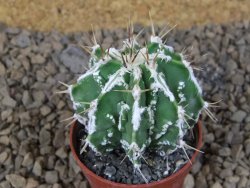 Astrophytum Dinosaur (Fukurio Hannya) pot 5,5 cm - 12414090