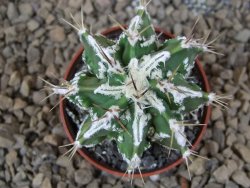 Astrophytum Dinosaur (Fukurio Hannya) pot 5,5 cm - 12414091