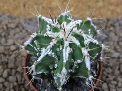 Astrophytum Dinosaur (Fukurio Hannya) pot 5,5 cm - 12414092