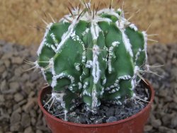 Astrophytum Dinosaur (Fukurio Hannya) pot 5,5 cm - 12414093