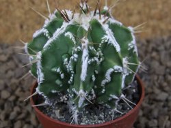 Astrophytum Dinosaur (Fukurio Hannya) pot 5,5 cm - 12414094