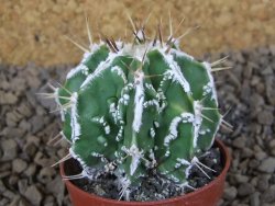 Astrophytum Dinosaur (Fukurio Hannya) pot 5,5 cm - 12414095