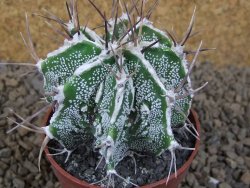 Astrophytum Dinosaur (Fukurio Hannya) pot 6,5 cm - 12414111