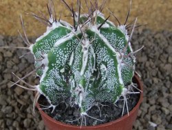 Astrophytum Dinosaur (Fukurio Hannya) pot 6,5 cm - 12414112