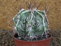 Astrophytum Dinosaur (Fukurio Hannya) pot 6,5 cm - 12414113
