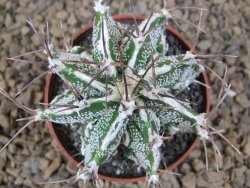 Astrophytum Dinosaur (Fukurio Hannya) pot 6,5 cm