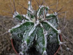 Astrophytum Dinosaur (Fukurio Hannya) pot 6,5 cm - 12414115