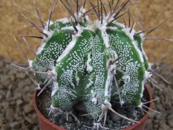 Astrophytum Dinosaur (Fukurio Hannya) pot 6,5 cm - 12414116