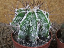 Astrophytum Dinosaur (Fukurio Hannya) pot 6,5 cm - 12414117