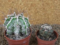Astrophytum Dinosaur (Fukurio Hannya) pot 6,5 cm - 12414118