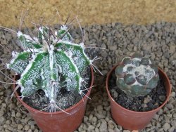 Astrophytum Dinosaur (Fukurio Hannya) pot 6,5 cm - 12414119