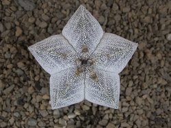 Astrophytum Onzuko V type, pot 5,5 cm