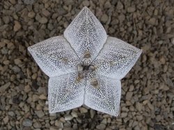Astrophytum Onzuko V type, pot 5,5 cm - 12414141