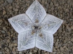 Astrophytum Onzuko V type, pot 5,5 cm - 12414142