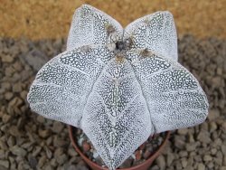 Astrophytum Onzuko V type, pot 5,5 cm - 12414144