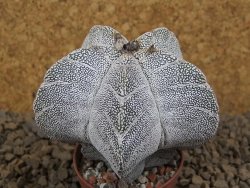 Astrophytum Onzuko V type, pot 5,5 cm - 12414145