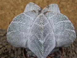 Astrophytum Onzuko V type, pot 5,5 cm - 12414146