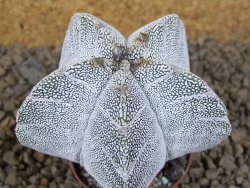 Astrophytum Onzuko V type, pot 5,5 cm - 12414147