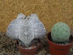 Astrophytum Onzuko V type, pot 5,5 cm - 12414148