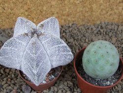 Astrophytum Onzuko V type, pot 5,5 cm - 12414149