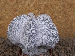 Astrophytum Onzuko V type, pot 5,5 cm - 12414150